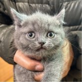 ブリティッシュショートヘア