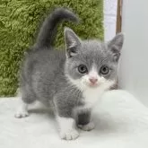 ブリティッシュショートヘア