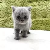 ブリティッシュショートヘア
