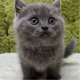 ブリティッシュショートヘア