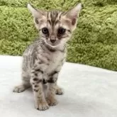 ベンガル
