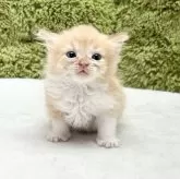 サイベリアン