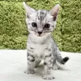 ベンガル