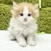 サイベリアン