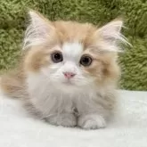 マンチカン(長足)
