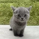 ブリティッシュショートヘア