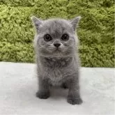 ブリティッシュショートヘア