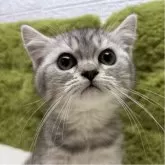 ミヌエット(長足)