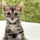 ベンガル