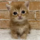 マンチカン(短足)