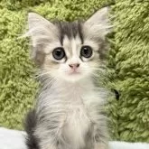 マンチカン(長足)