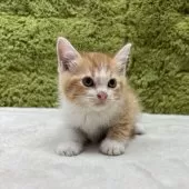 マンチカン(長足)【愛知県・男の子・2025年6月3日・レッドタビー】の写真2