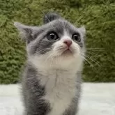 ブリティッシュショートヘア【愛知県・男の子・2025年7月26日・ブルー&ホワイト】の写真2