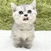 ミヌエット(短足)【愛知県・女の子・2025年8月15日・シルバータビー】の写真2