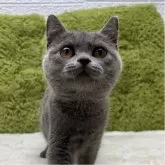 ブリティッシュショートヘア【愛知県・男の子・2025年7月26日・ブルー】の写真2