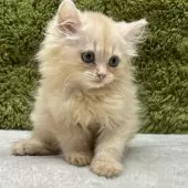 ミヌエット(長足)【愛知県・男の子・2025年7月23日・クリームタビー】の写真2