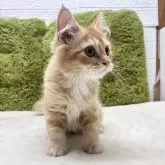 マンチカン(長足)【愛知県・男の子・2025年4月22日・レッドタビー】の写真2