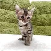 ベンガル【愛知県・女の子・2025年3月20日・ブラウンスポテッドタビー】の写真2