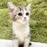 マンチカン(長足)【愛知県・女の子・2025年9月6日・ブラウンパッチドタビー&ホワイト】の写真2