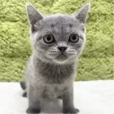 ブリティッシュショートヘア【愛知県・男の子・2025年7月26日・ブルー】の写真2