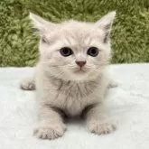 ブリティッシュショートヘア【愛知県・男の子・2025年7月19日・クリーム】の写真6