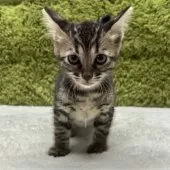 トイガー【愛知県・女の子・2025年8月11日・ブラウンマッカレルタビー】の写真3