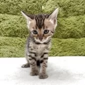 ベンガル【愛知県・女の子・2025年3月20日・ブラウンスポテッドタビー】の写真3