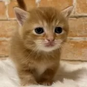 マンチカン(短足)【愛知県・男の子・2025年11月18日・レッドタビー】の写真3