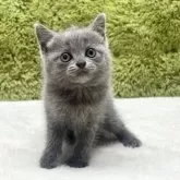 ブリティッシュショートヘア【愛知県・女の子・2025年7月26日・ブルー】の写真6