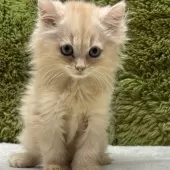 ミヌエット(長足)【愛知県・男の子・2025年7月23日・クリームタビー】の写真4