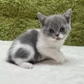 ブリティッシュショートヘア【愛知県・女の子・2026年1月19日・ブルー&ホワイト】の写真4