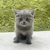 ブリティッシュショートヘア【愛知県・女の子・2025年7月26日・ブルー】の写真7