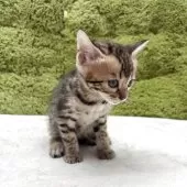 ベンガル【愛知県・女の子・2025年3月20日・ブラウンスポテッドタビー】の写真4