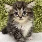 マンチカン(短足)【愛知県・女の子・2025年7月28日・ブラウンパッチドタビー&ホワイト】の写真4