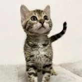 ベンガル【愛知県・女の子・2024年12月13日・ブラウンスポテッドタビー】の写真4