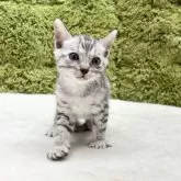 ベンガル【愛知県・男の子・2025年5月13日・シルバースポテッドタビー】の写真4