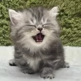 ミヌエット(短足)【愛知県・女の子・2025年8月15日・シルバータビー】の写真4