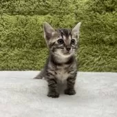 トイガー【愛知県・女の子・2025年8月11日・ブラウンマッカレルタビー】の写真4