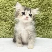 マンチカン(長足)【愛知県・男の子・2025年9月6日・ブラウンタビー】の写真4