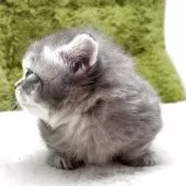 マンチカン(短足)【愛知県・男の子・2025年3月26日・ブルー&ホワイト】の写真5