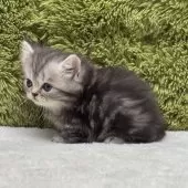 ミヌエット(短足)【愛知県・女の子・2025年8月15日・シルバータビー】の写真5