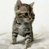 ベンガル【愛知県・女の子・2024年12月13日・ブラウンスポテッドタビー】の写真5