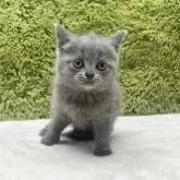 ブリティッシュショートヘア【愛知県・女の子・2025年7月26日・ブルー】の写真8