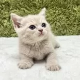 ブリティッシュショートヘア【愛知県・男の子・2025年7月19日・クリーム】の写真9