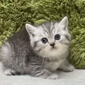 ミヌエット(短足)【愛知県・女の子・2025年8月15日・シルバータビー】の写真5