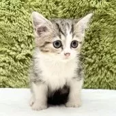 マンチカン(長足)【愛知県・女の子・2025年9月6日・ブラウンパッチドタビー&ホワイト】の写真5