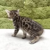 ベンガル【愛知県・女の子・2025年3月20日・ブラウンスポテッドタビー】の写真5