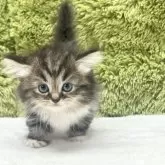 マンチカン(短足)【愛知県・女の子・2025年7月28日・ブラウンパッチドタビー&ホワイト】の写真5