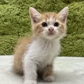 マンチカン(長足)【愛知県・男の子・2025年6月3日・レッドタビー】の写真6