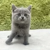 ブリティッシュショートヘア【愛知県・女の子・2025年7月26日・ブルー】の写真9